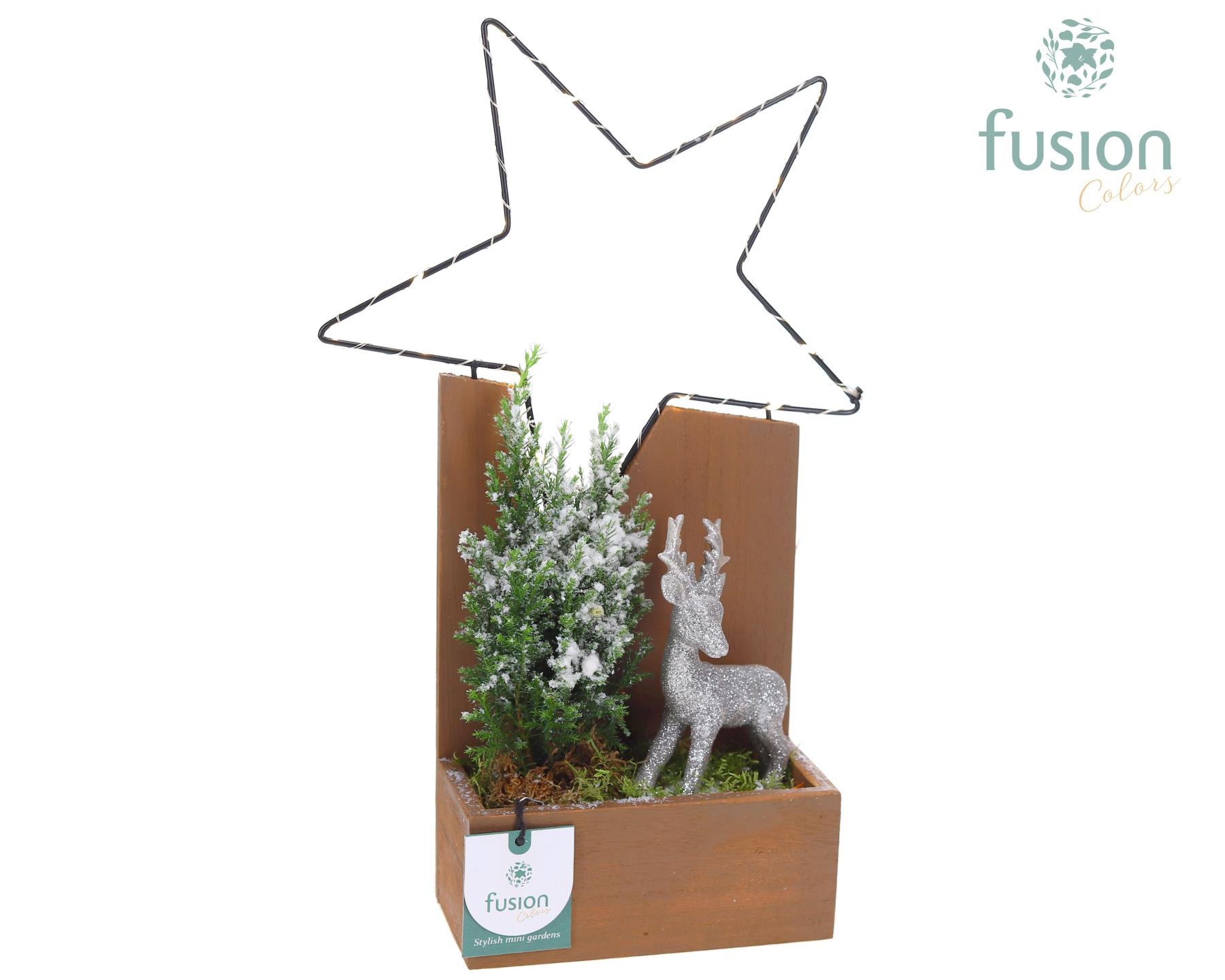 Kerst Plantenbak hout met verlichting en Chamaecyparis, D 24 cm