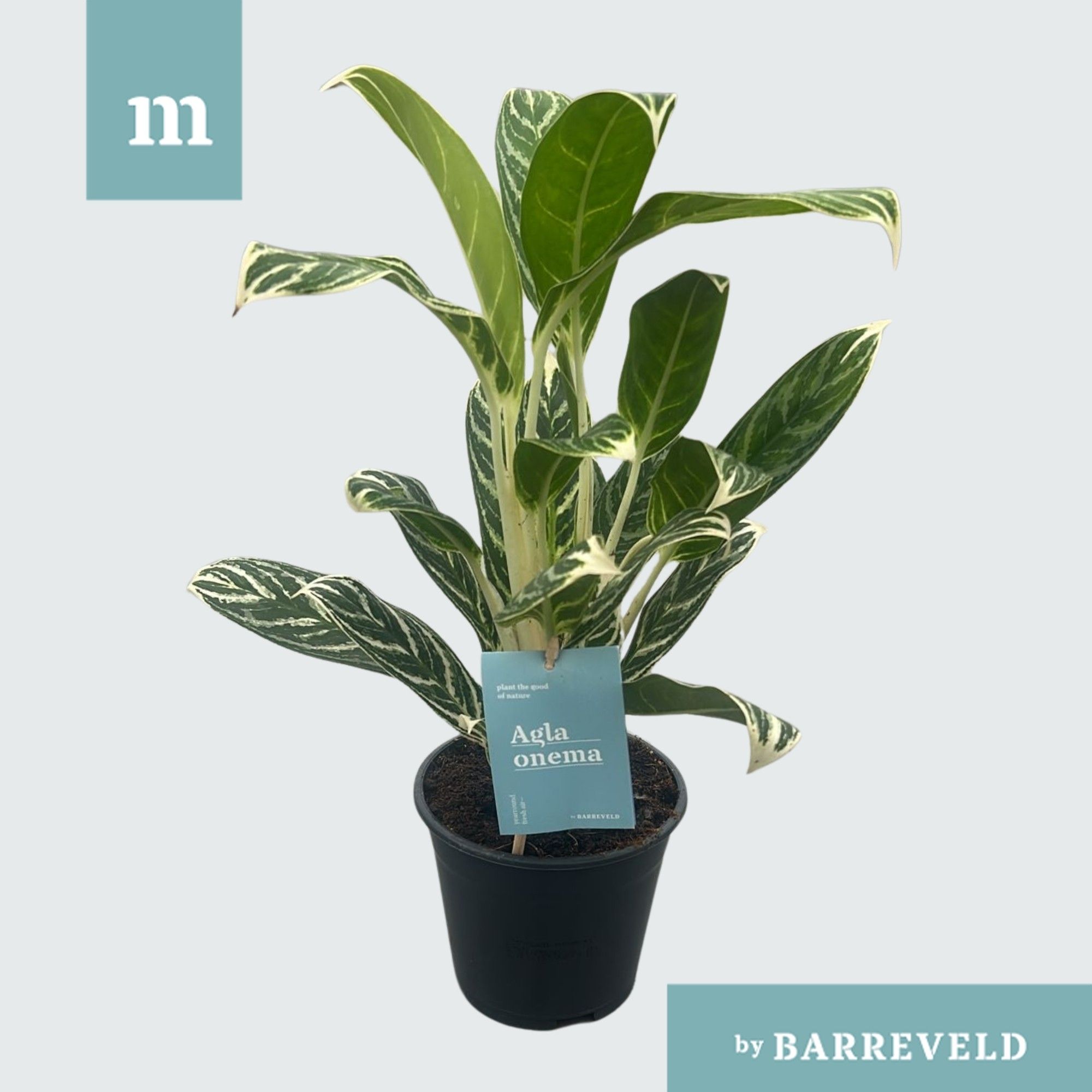 Green agla Ivy Green, D 14