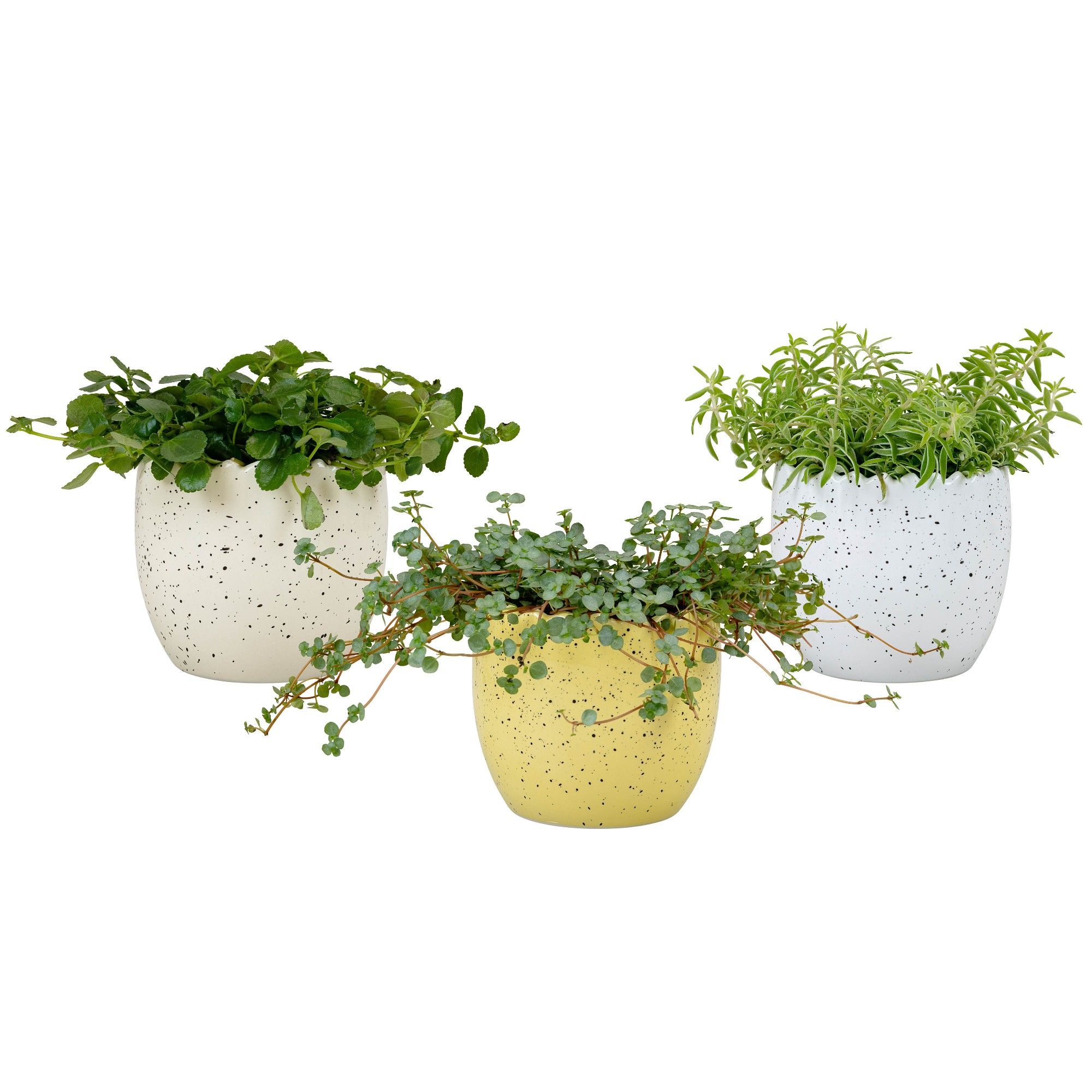 Hatched with Compact Foliage, D 11