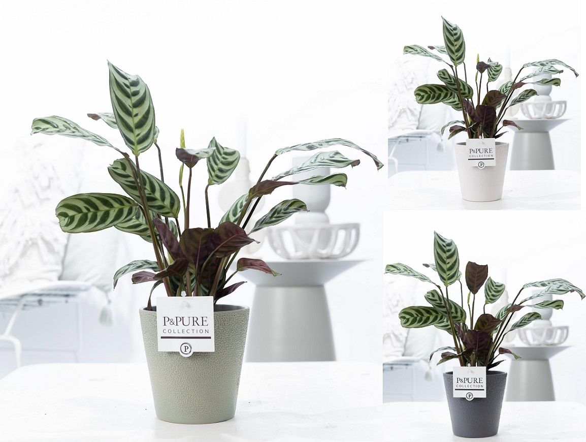 Ctenanthe Burle Marxii in P&PURE Ruby ceramics ass. 3, D 12