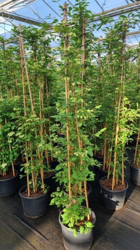 Viburnum plic. Kilimandjaro Sunrise, 3 stok, D 40