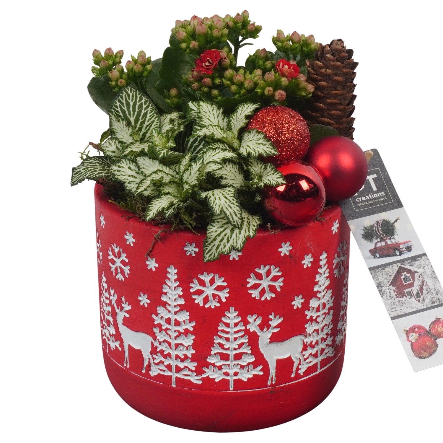 PTCHR7300 Arrangement Christmas Red in beton pot, D 12 cm