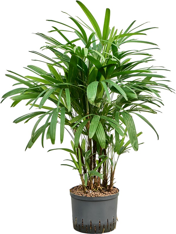 Rhapis excelsa, D 25