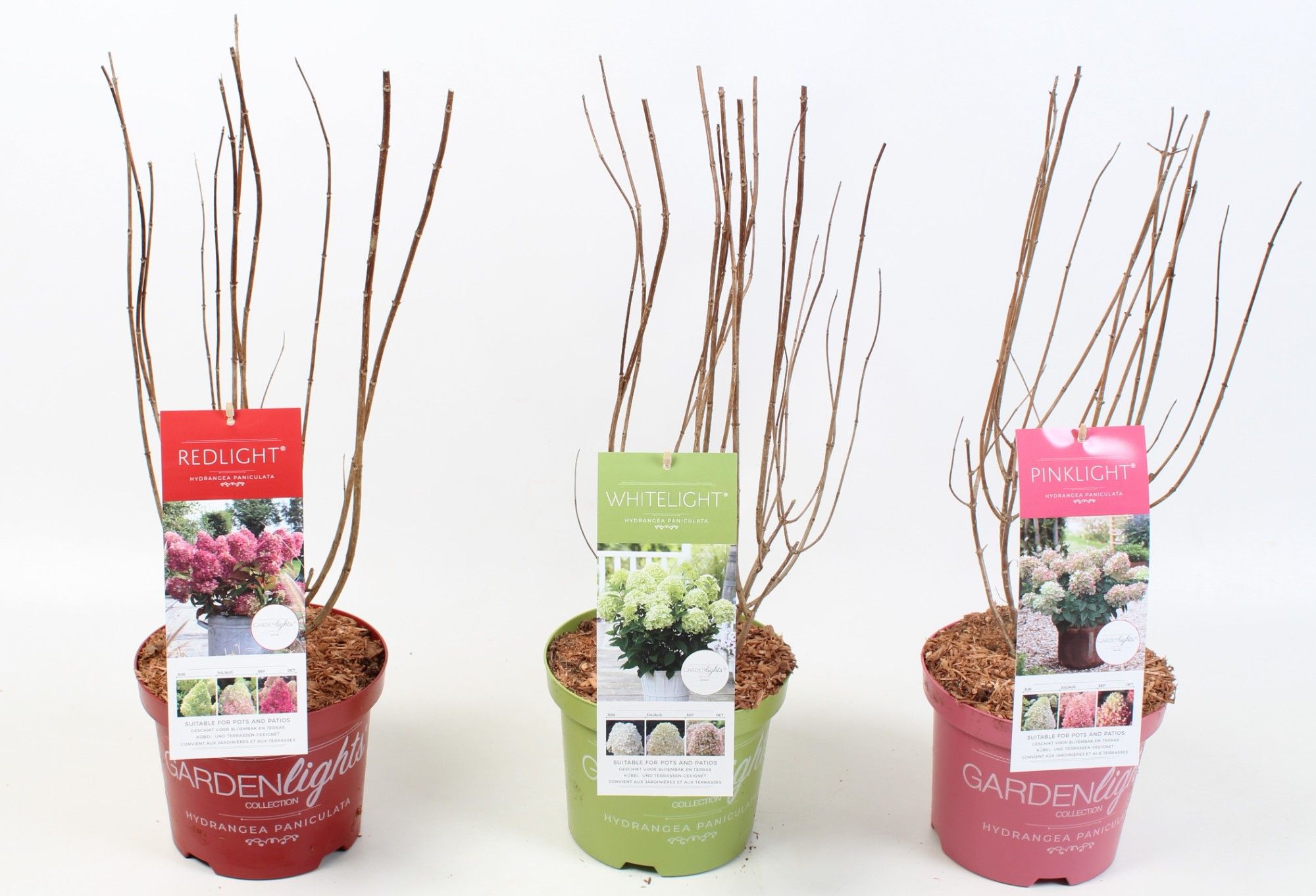 Hydrangea Paniculata (Gardenlight MIX) 19 cm, D 19