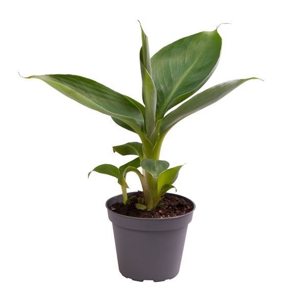 Musa Acuminata, D 6 cm