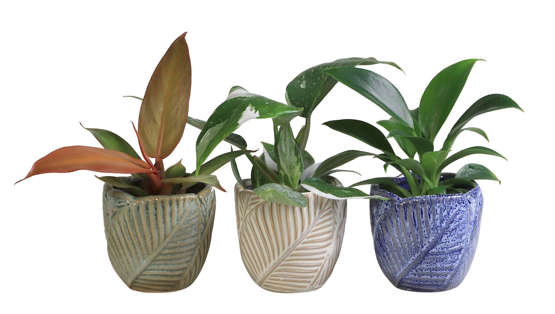 L 65947 with Philodendron Mix 6 cm, D 6