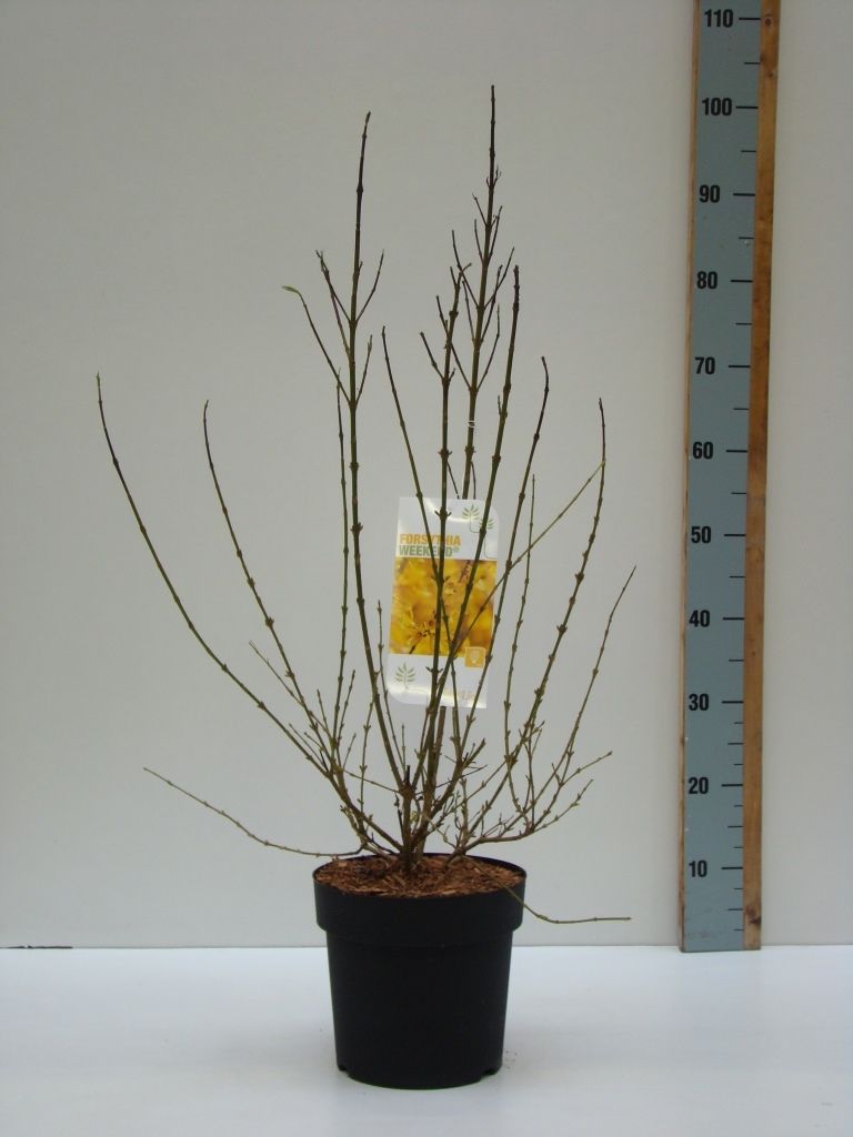 Forsythia 'Weekend' C 4,6 50-60, D 23