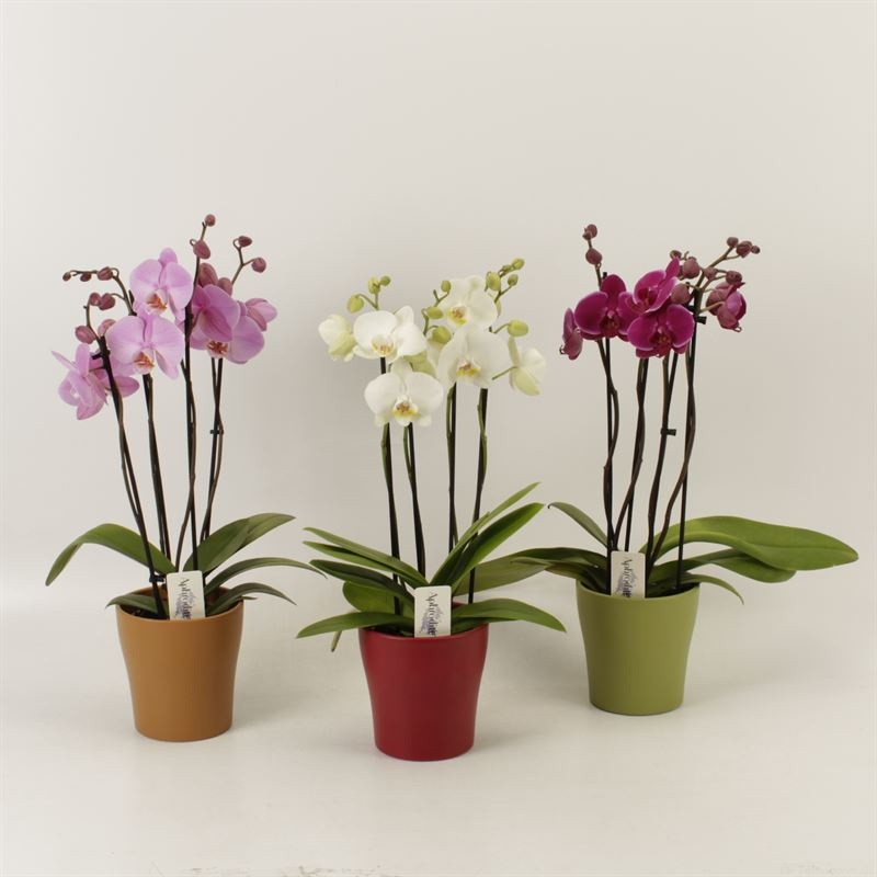 Phalaenopsis gemengd 4 tak gemengd shorty in herfst keramiek, D 12 cm
