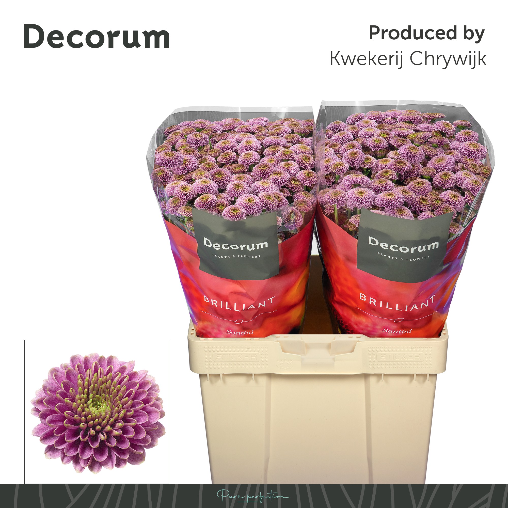 Сантини Дориа, шт.