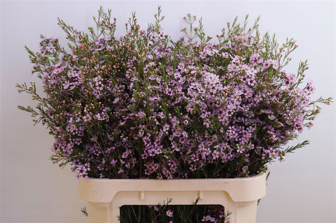 Шамелациум Эрли Нир 80, шт.