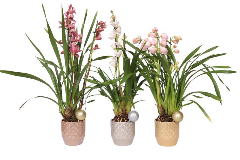 Tirza p12 peacock mix luxury Cymbidium mix 3T, D 12