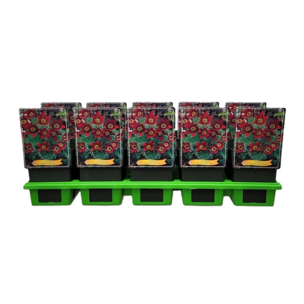 Pulsatilla vulgaris 'Rubra' P11, D 11