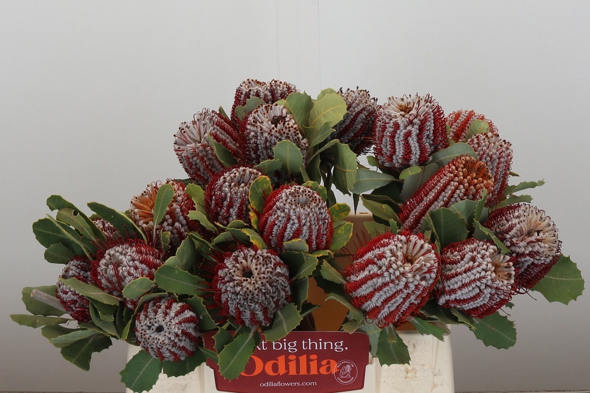 Банксия Кочинея 40, шт.