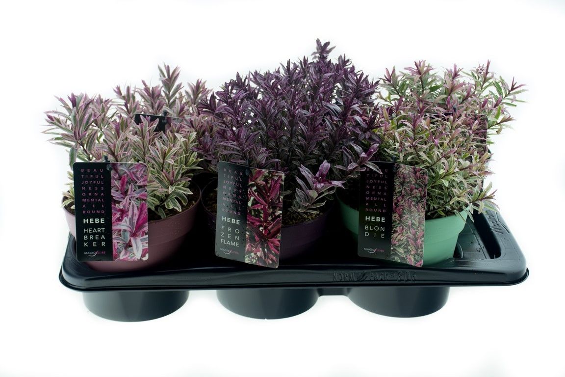 Hebe Magicolors Collection, D 17