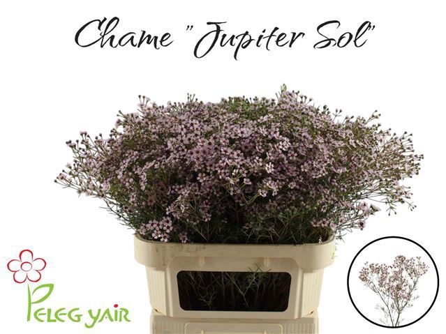 Шамелациум Юпитер Солар 80 (светло-роз.), шт.