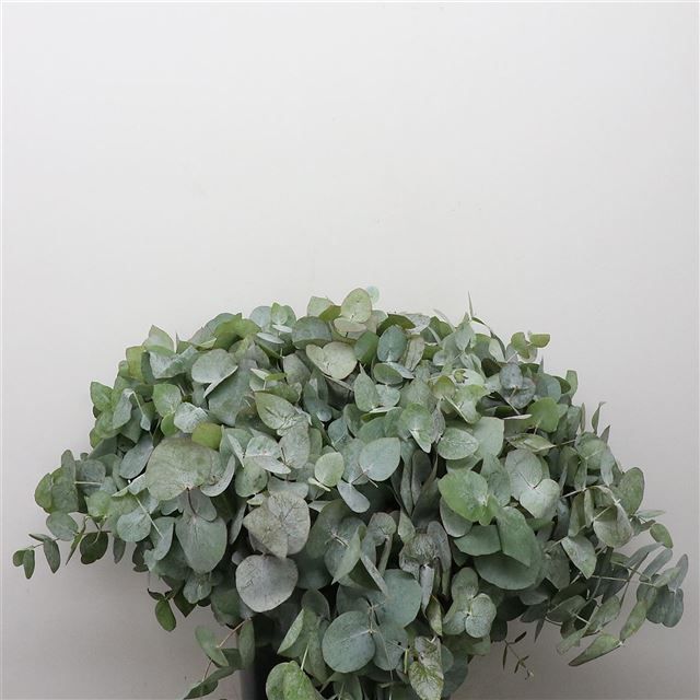 Эвкалипт Цинерея 55, шт.