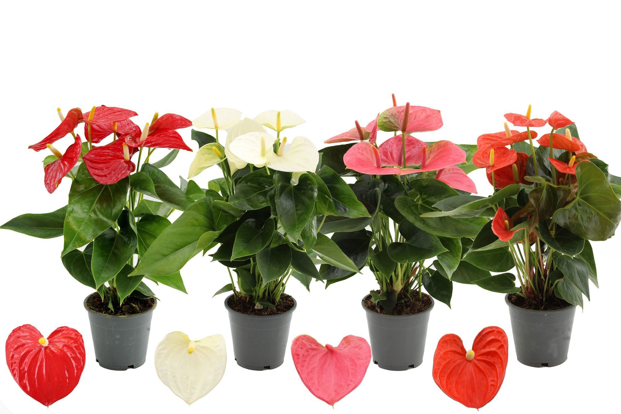 Anthurium 4 color mix in Transparant sleeve, D 12