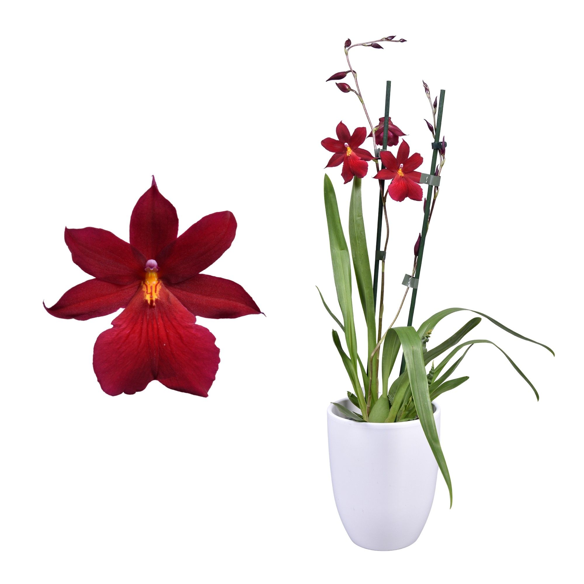 Cambria 'Nelly Isler' Red Velvet 2 tak met wit keramiek, D 14