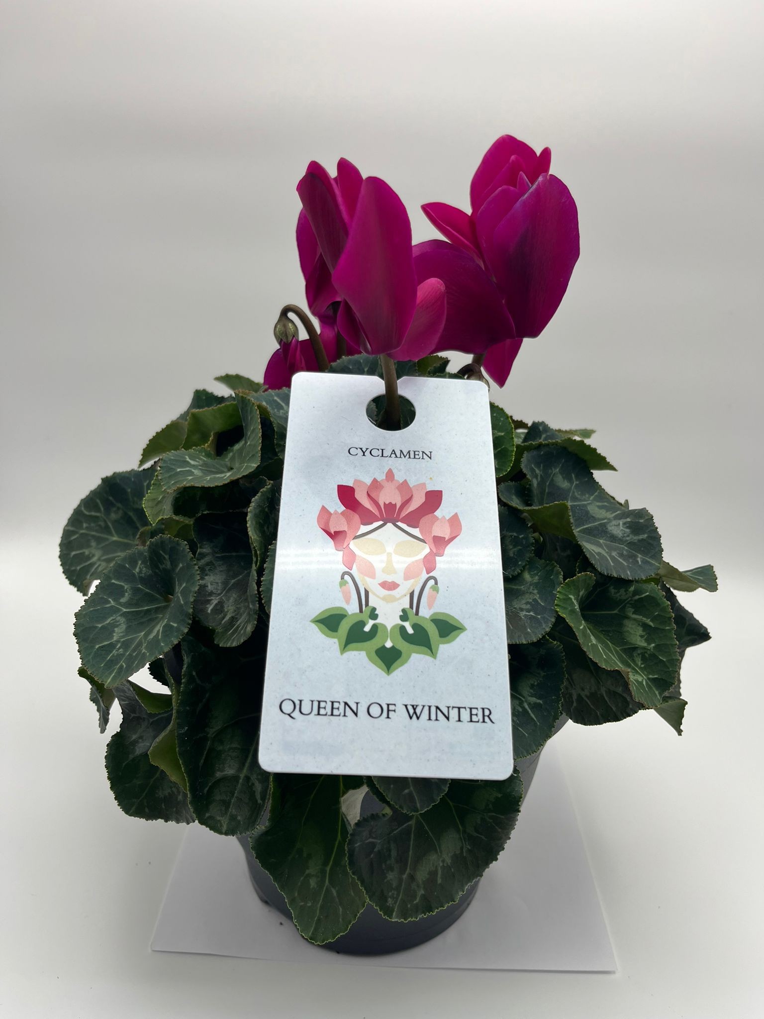 CYCLAMEN MAMMOTH VIOLET, D 19