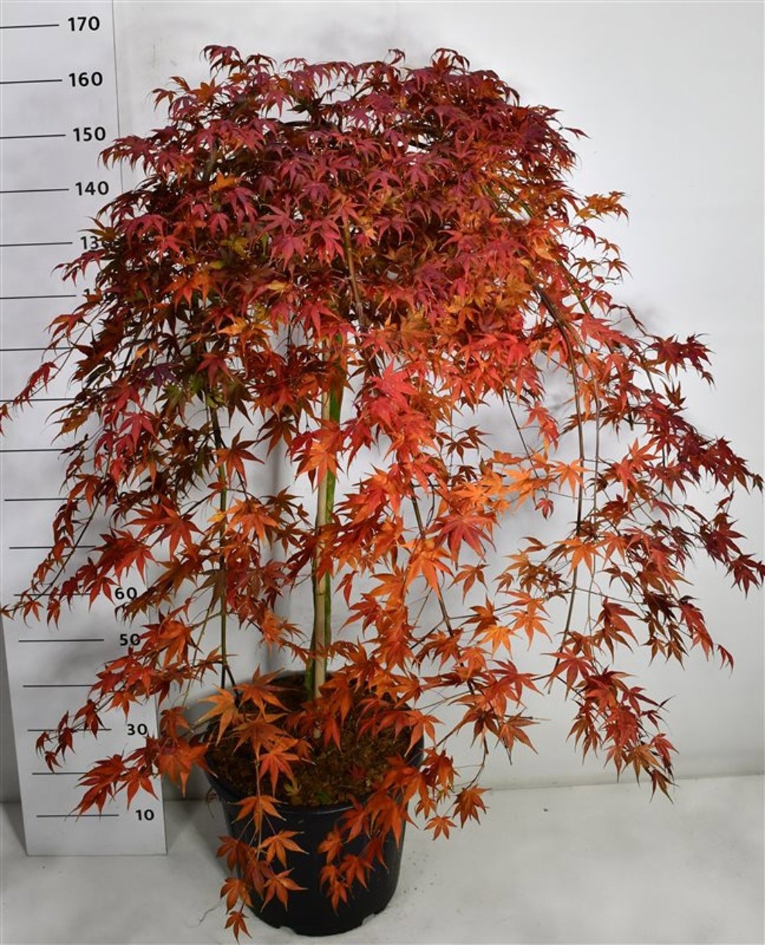 Acer pal. 'Cascade Ruby', D 40