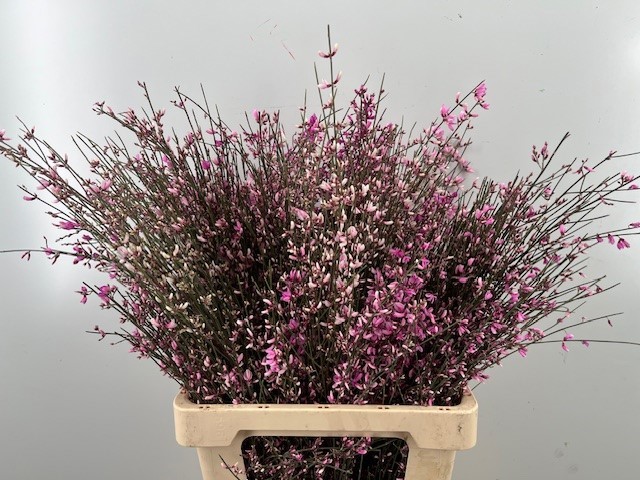 Гениста крашеная Пинк за пучок 65 (краш. ), пуч.