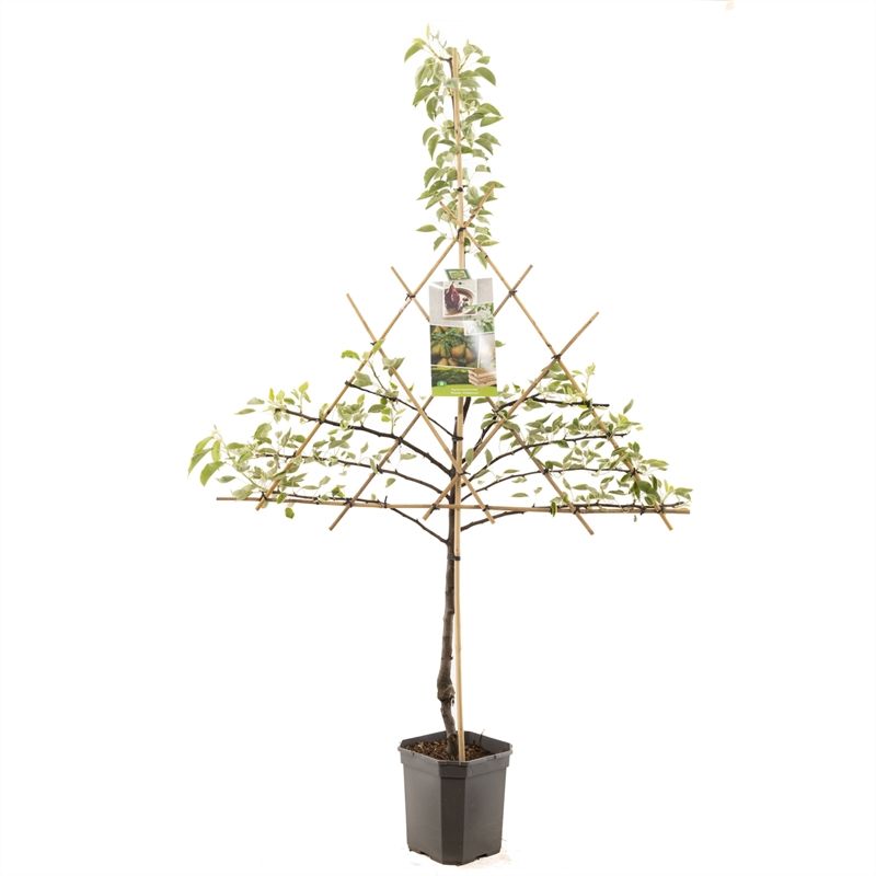 Pyrus comm. Gieser Wildeman leivorm Stoofpeer, D 24 cm Pyrus comm. Gieser Wildeman leivorm Stoofpeer, D 24 cm