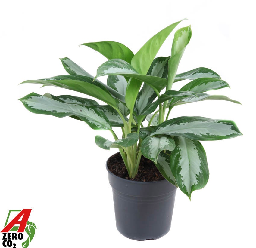 Aglaonema Silver Moon, D 19