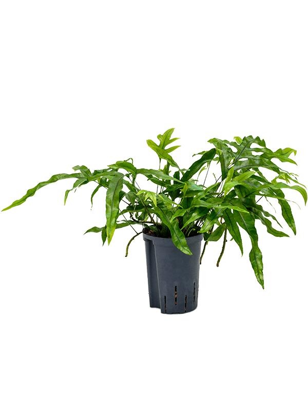 Microsorum diversifolium, D 15 cm