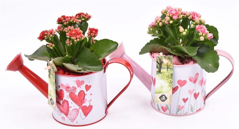 Zink gieter roze/rood hart 24x10cm, D 24