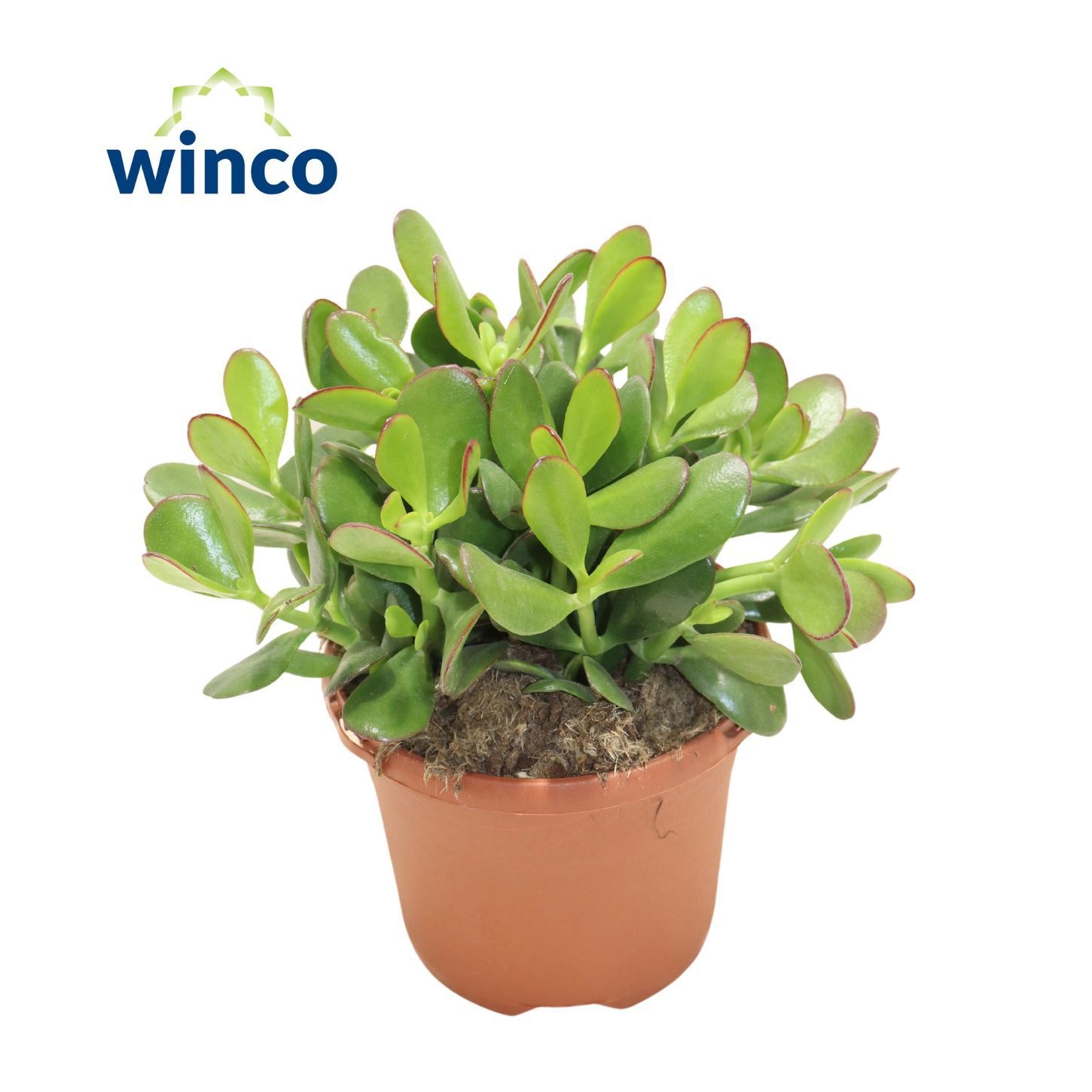 Crassula Ovata, D 17