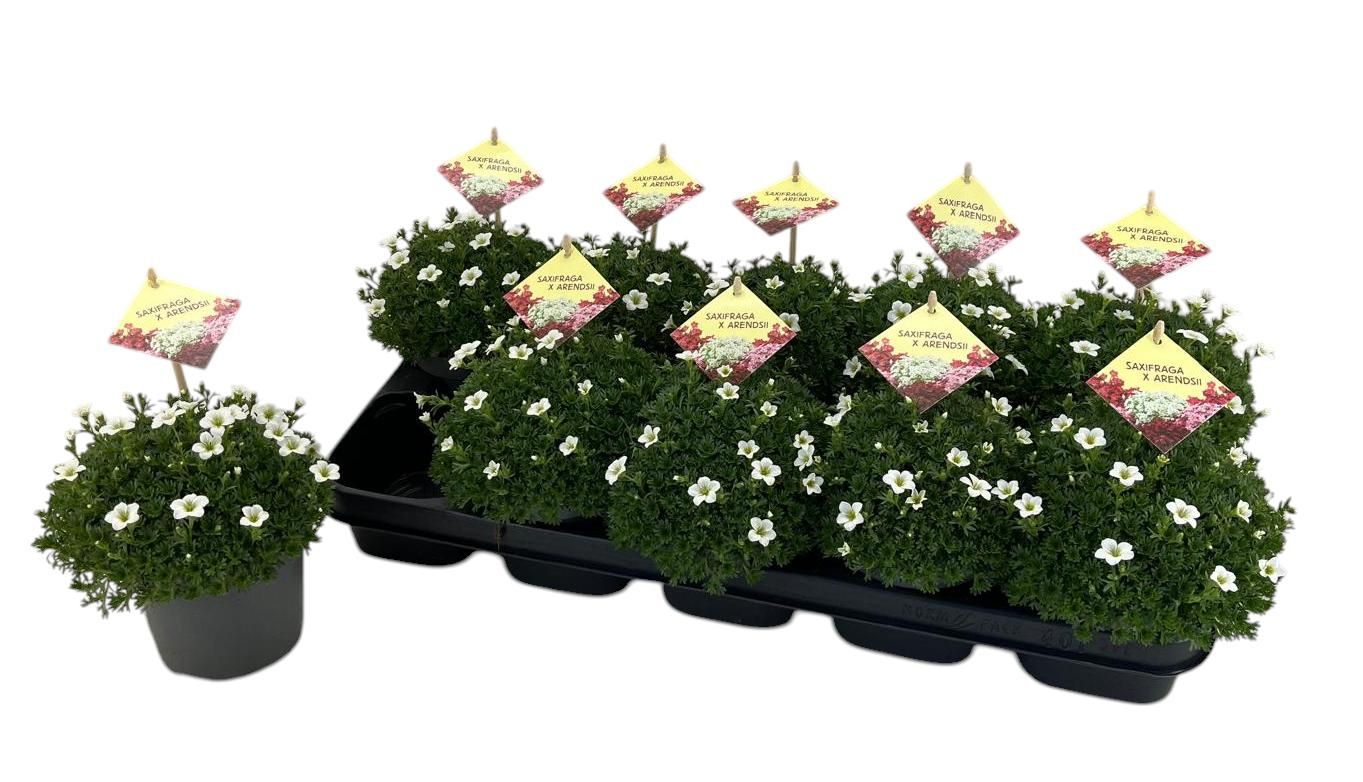 Saxifraga wit, D 12