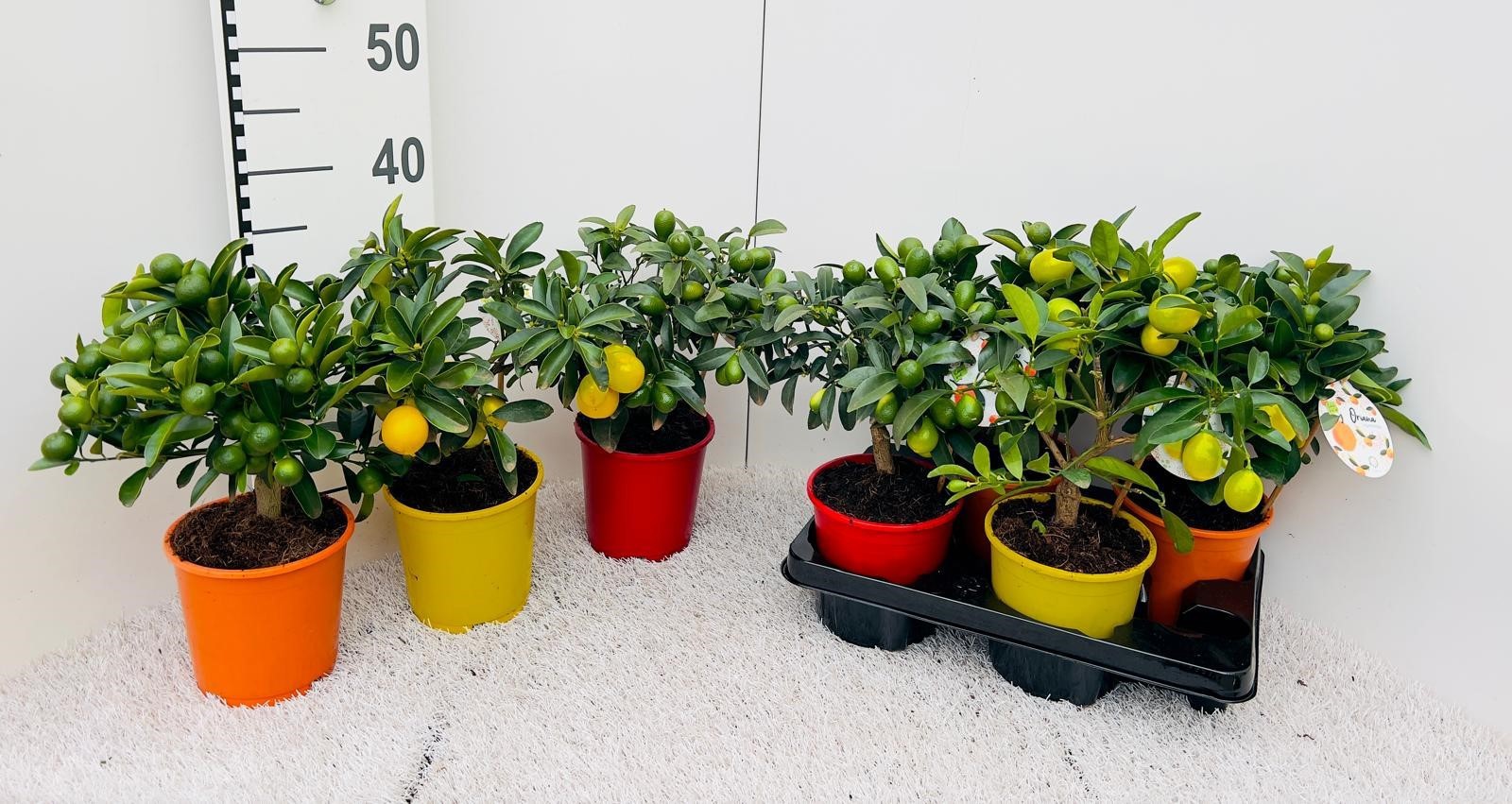 Citrus Mix-Tray 3 Var. medi-stem, D 14