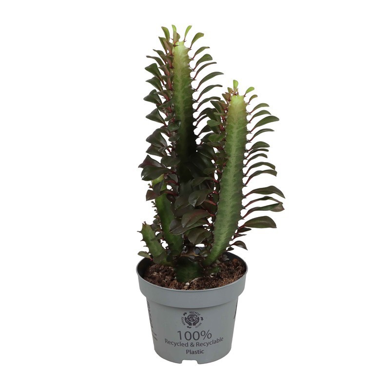 EUPHORBIA TRIGONA 'RUBRA', D 12