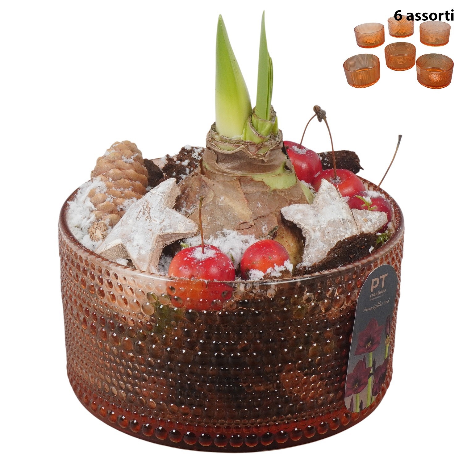 PTACH2452 Arrangement Amaryllis Christmas in glas schaal, D 15