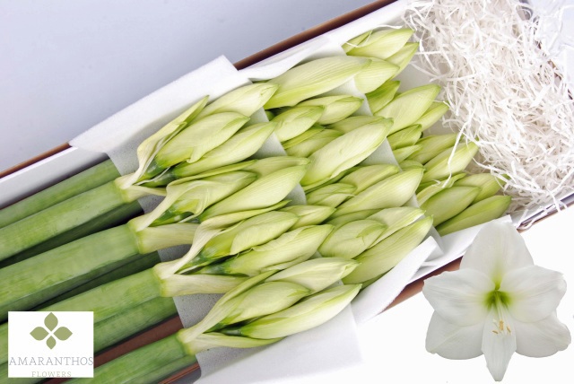 Амарилис Мон Блан (бел.) x12, шт.