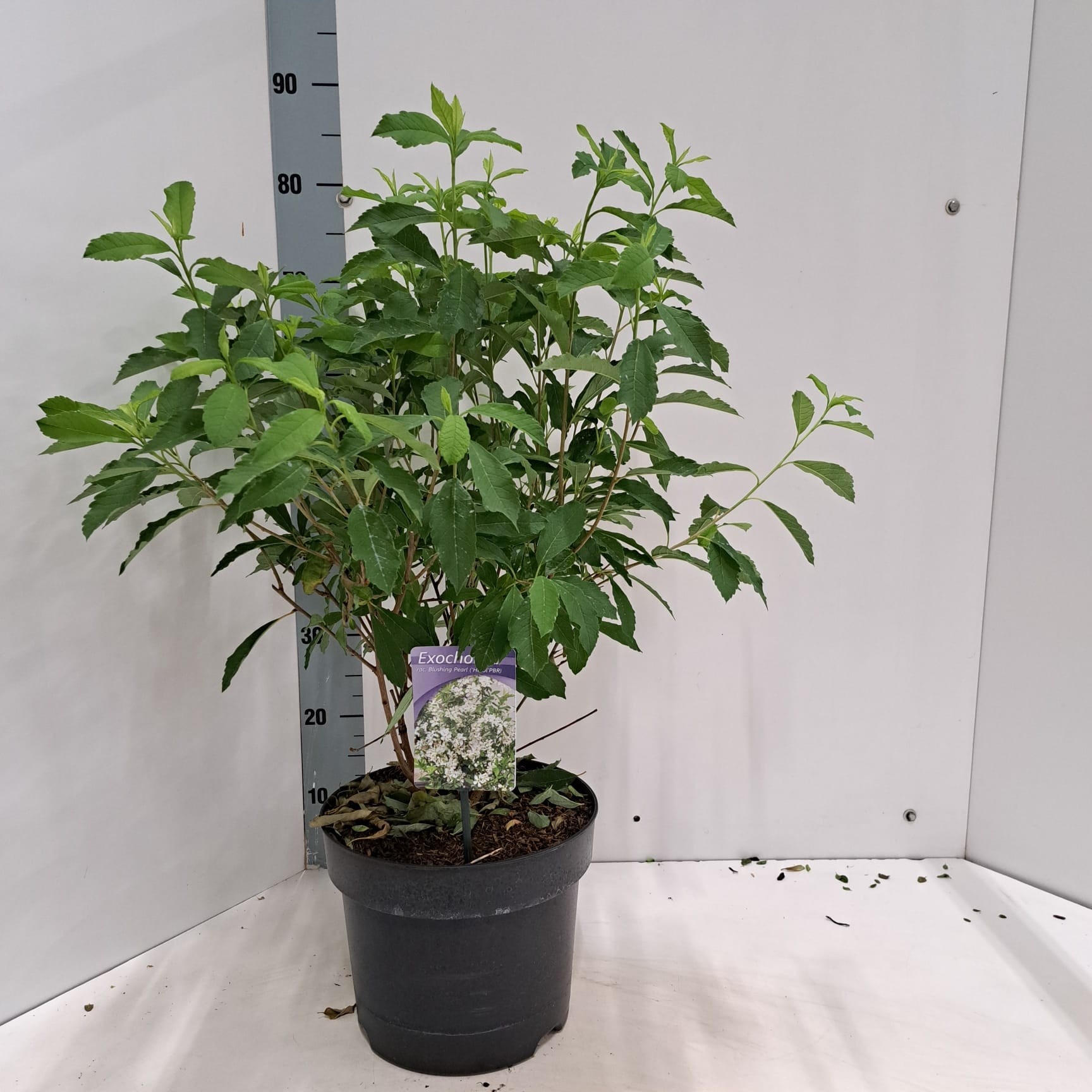 Exochorda racemosa Blushing Pearl ('Huibl'PBR), D 26 cm