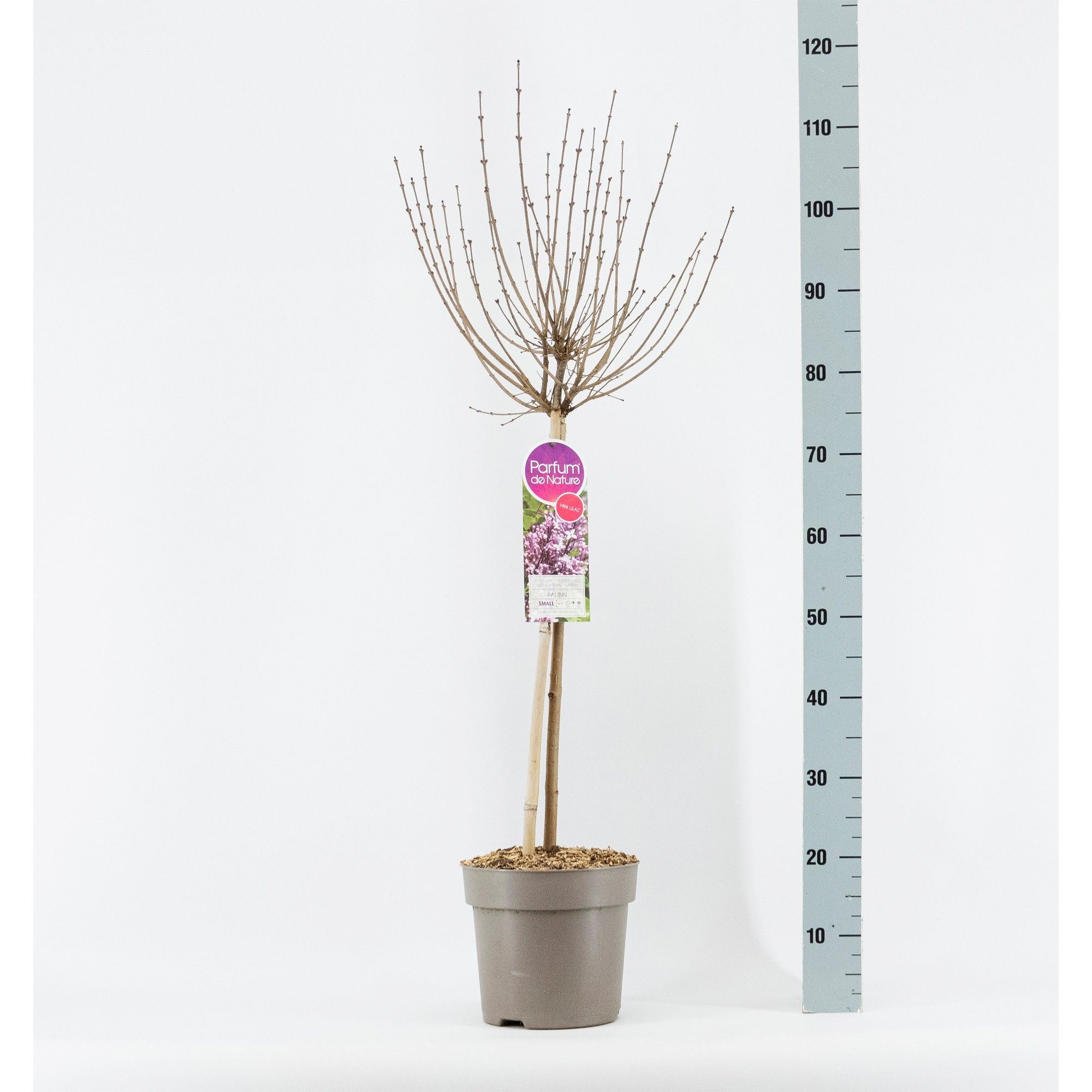 Syringa meyeri Palibin, stam 50, 2-jarig, C6, D 24 cm Syringa meyeri Palibin, stam 50, 2-jarig, C6, D 24 cm
