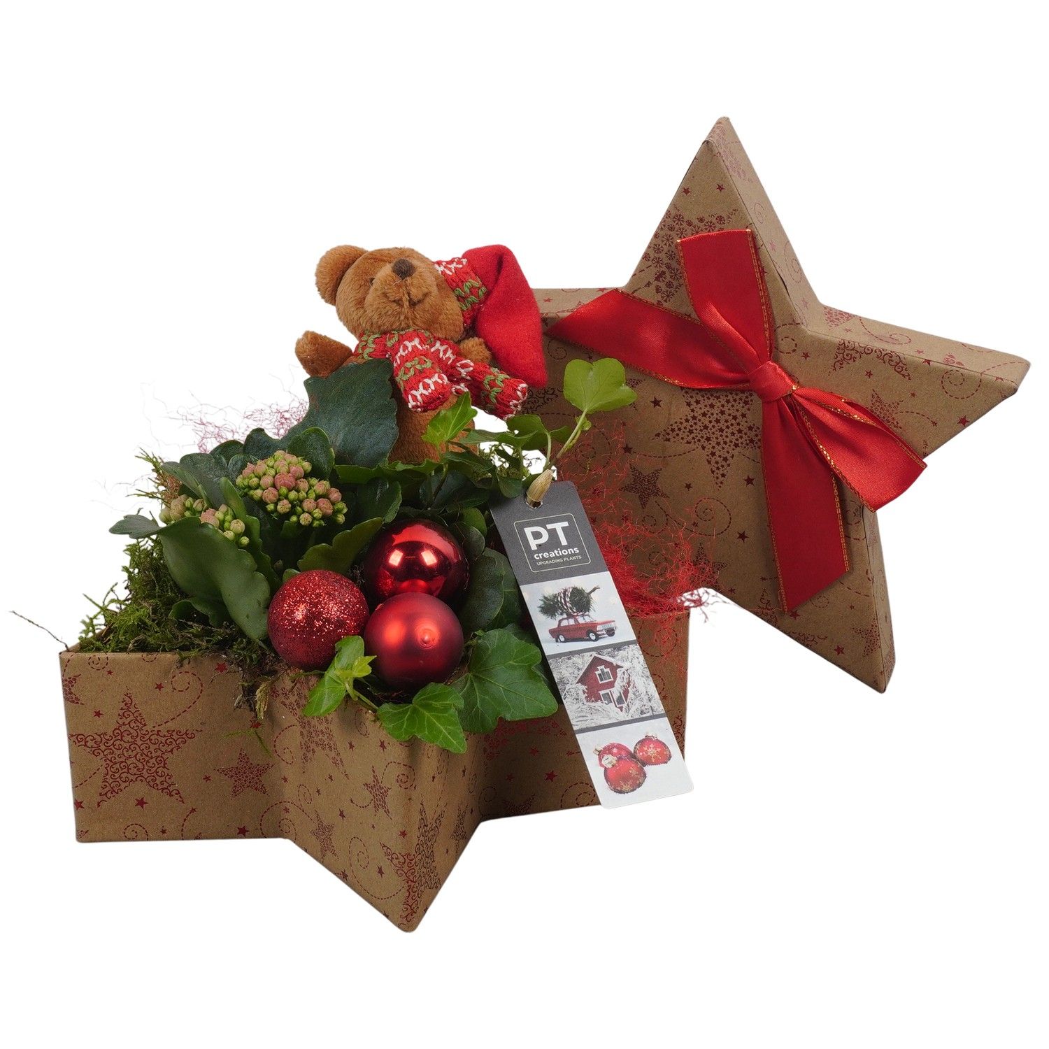 PTCHR7380 Arrangement Christmas Red in karton pot, D 21 cm