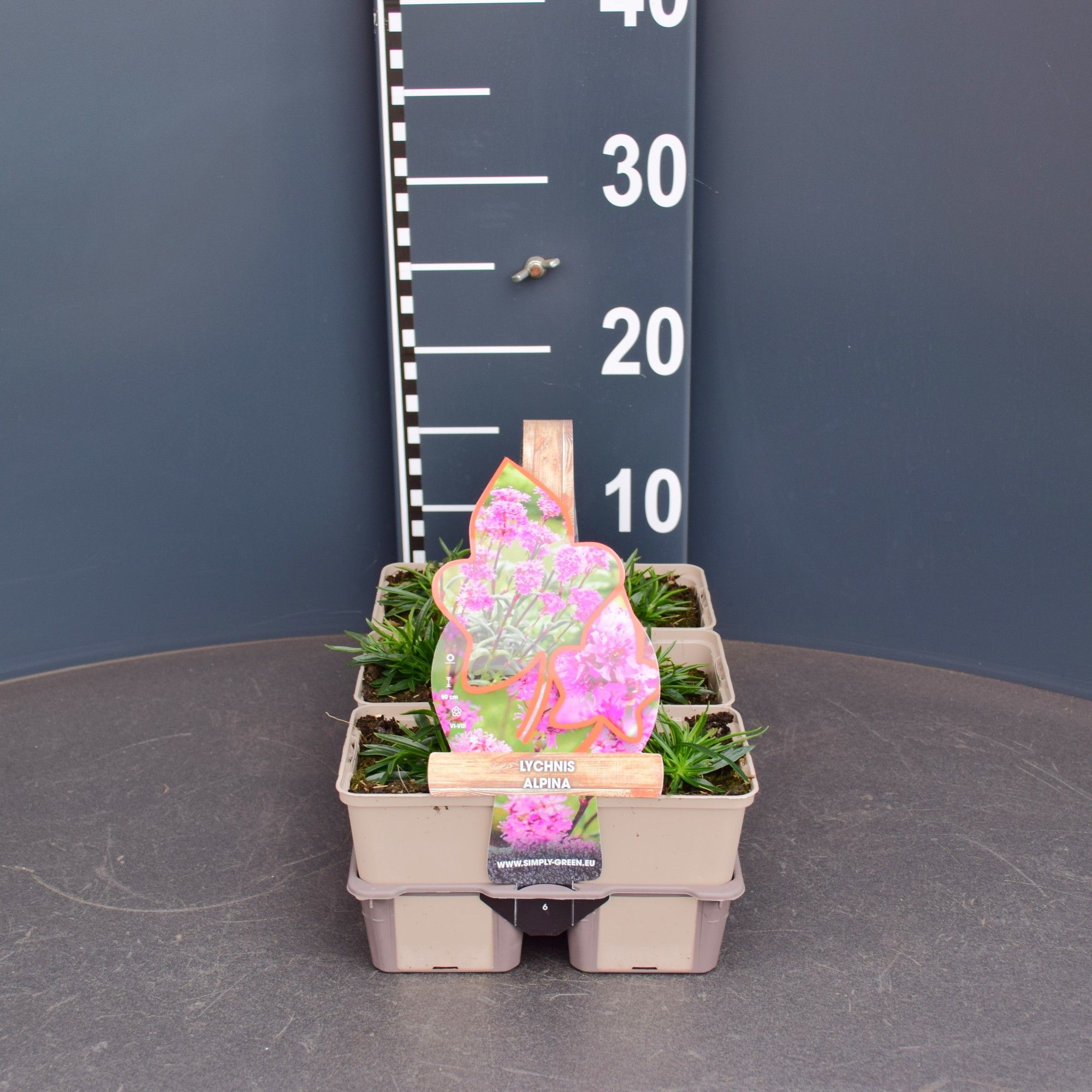 Lychnis alpina (6-pack), D 9