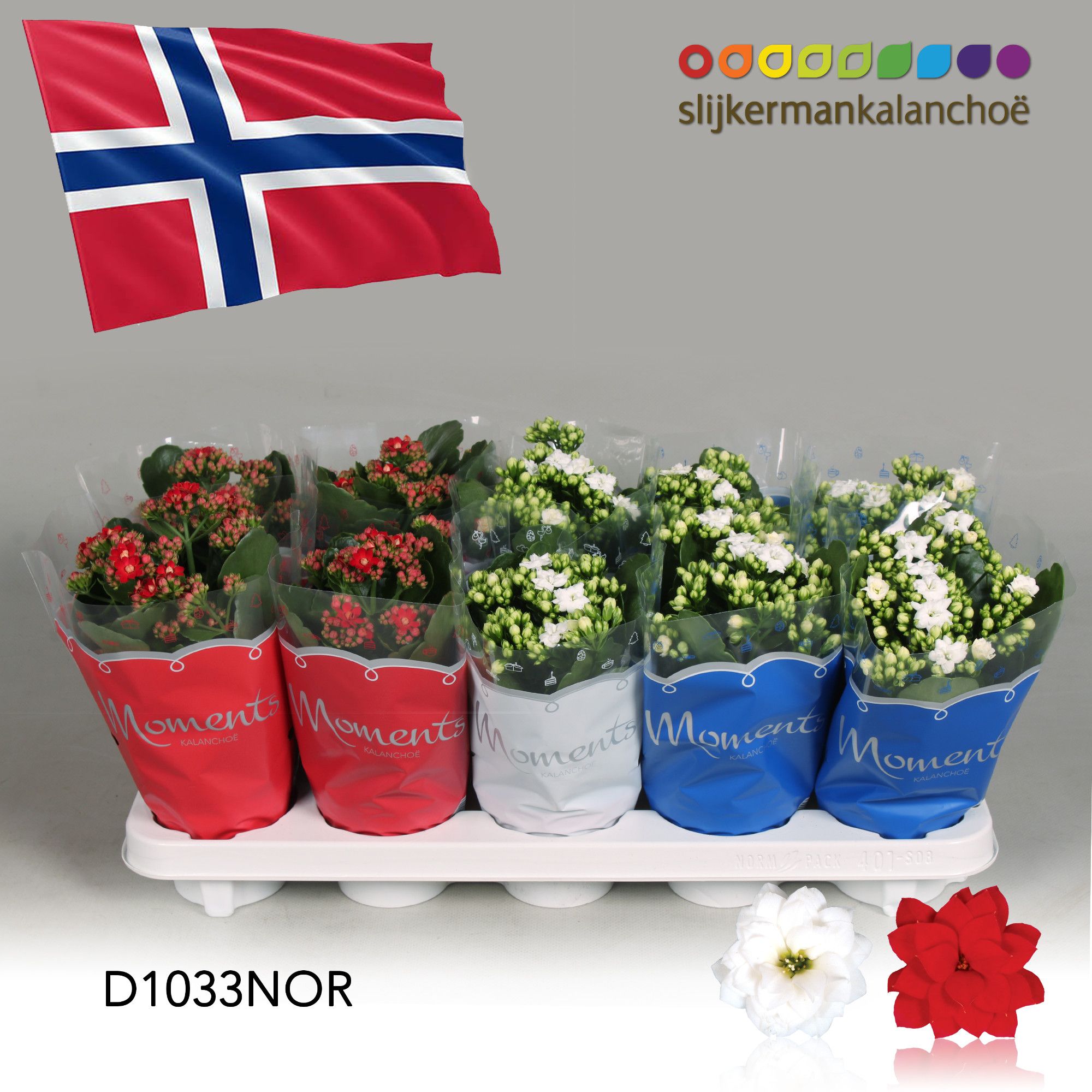 Kalanchoe Moments - Norway flag, D 10,5