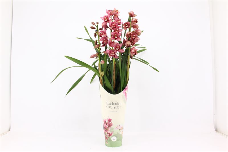 Potcover p14 exclusiva orchidea Cymbidium p14 Jolly Red 3T, D 14