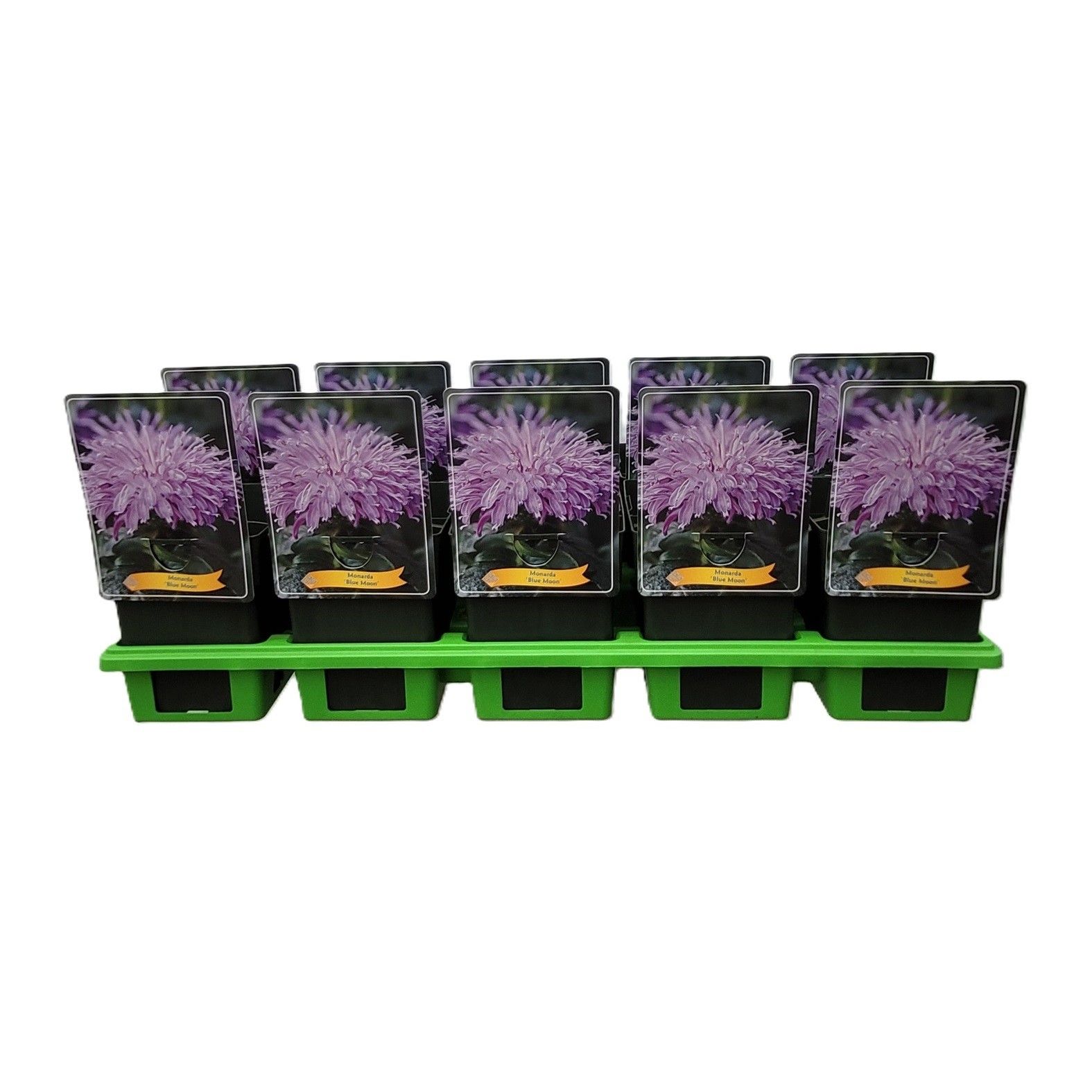 Monarda 'Blue Moon' P11, D 11