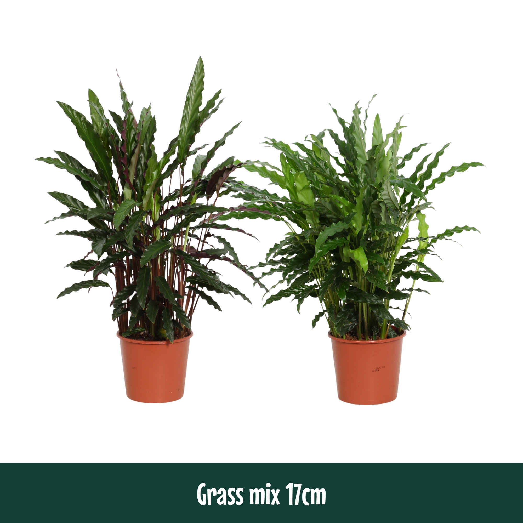 Calathea 17cm Grass mix - Living, D 17