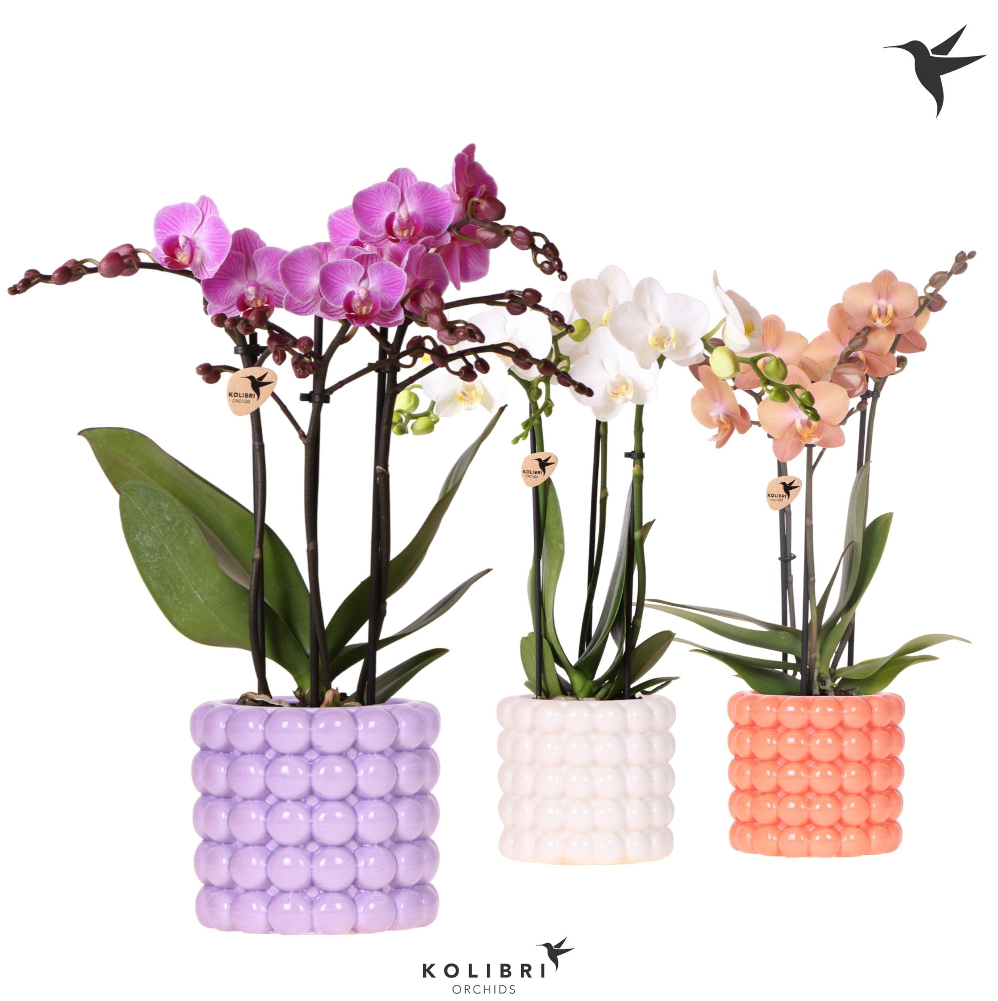Kolibri Orchids Phalaenopsis mix 3 spike in Poppy pot mix, D 9