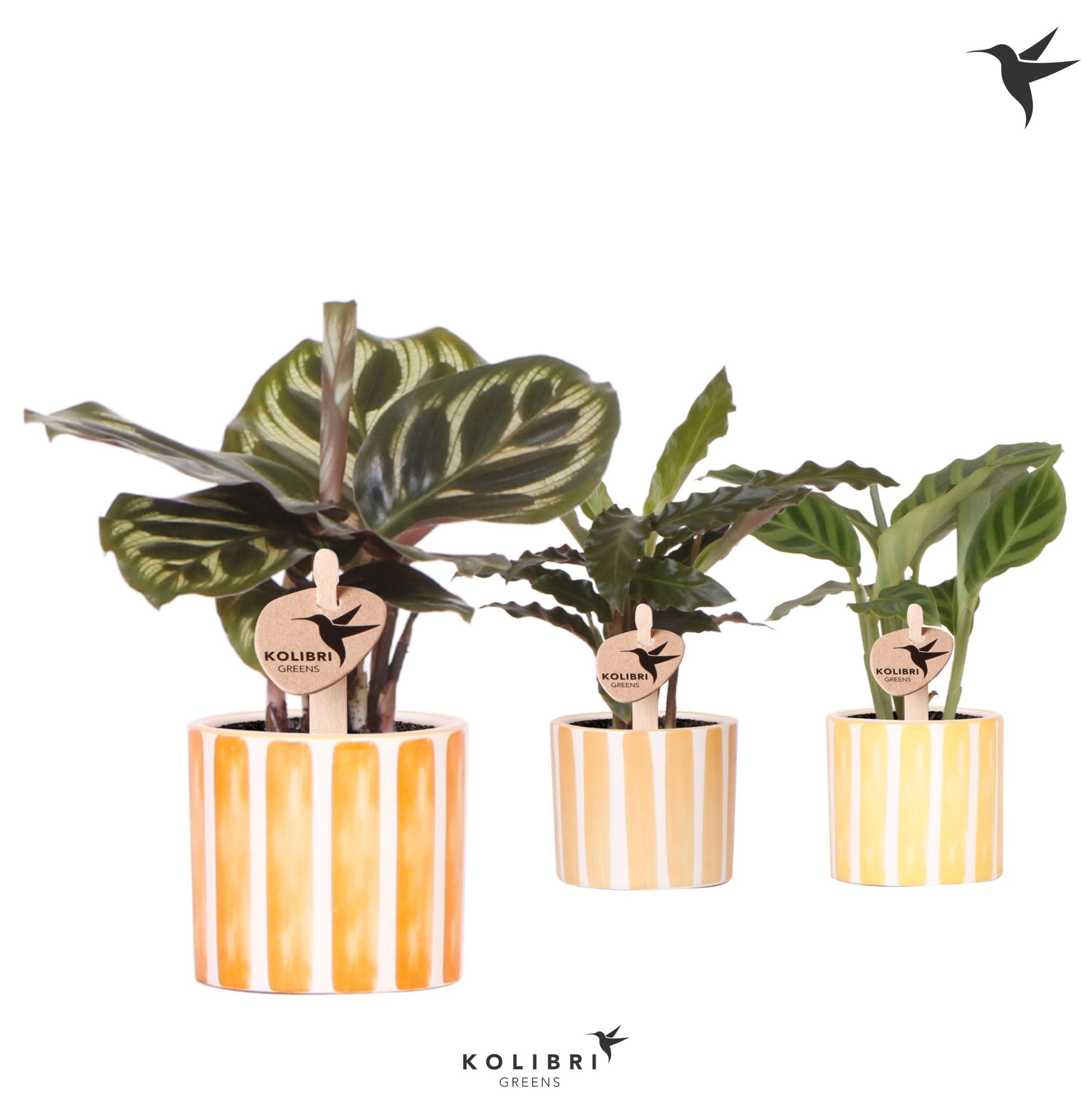 Kolibri Greens Calathea mix in Painted Stripe pot yellow mix, D 6