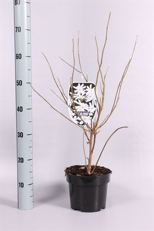 Magnolia stellata, D 19 cm