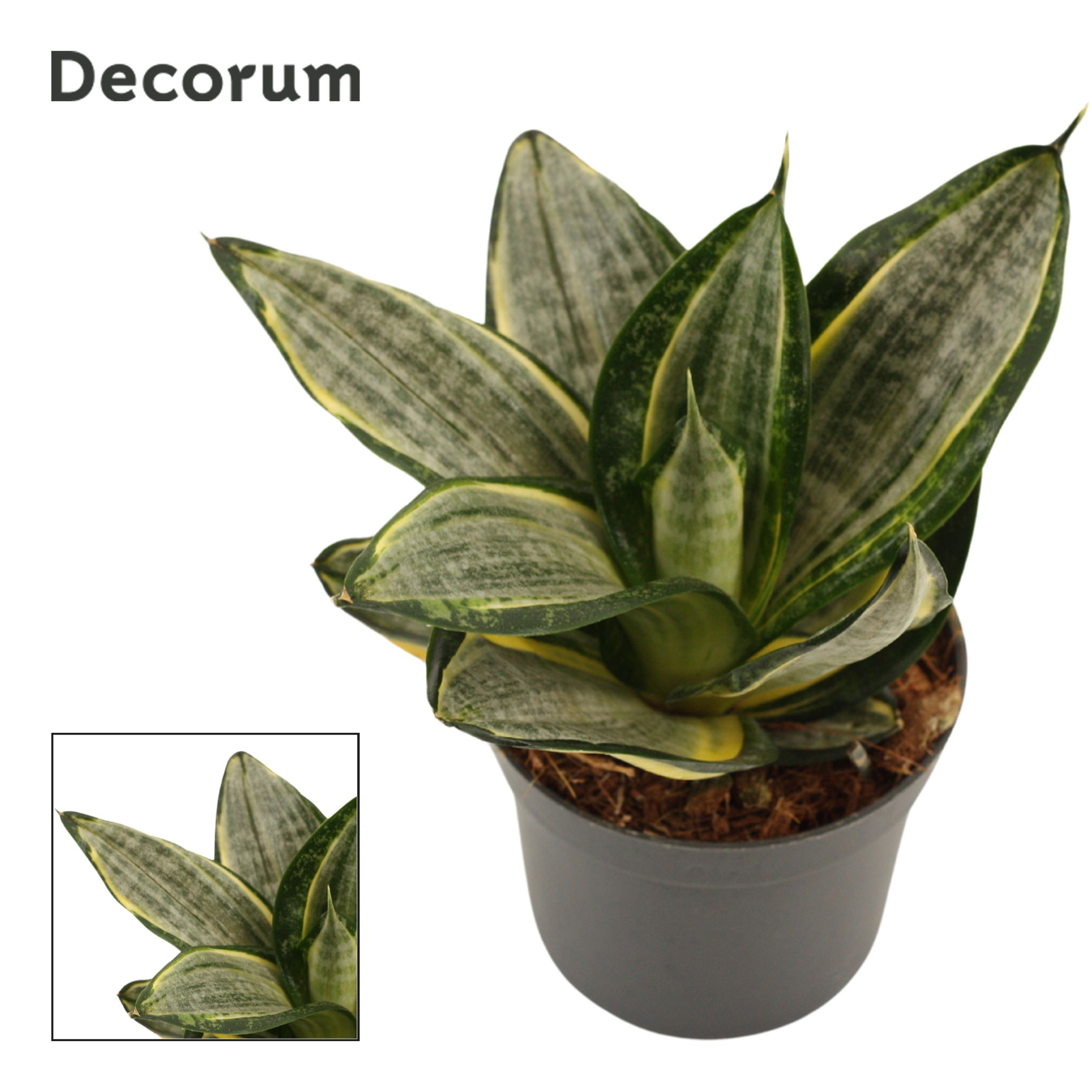 Sansevieria Hahnii 9 cm Silver Zebra (Decorum), D 9