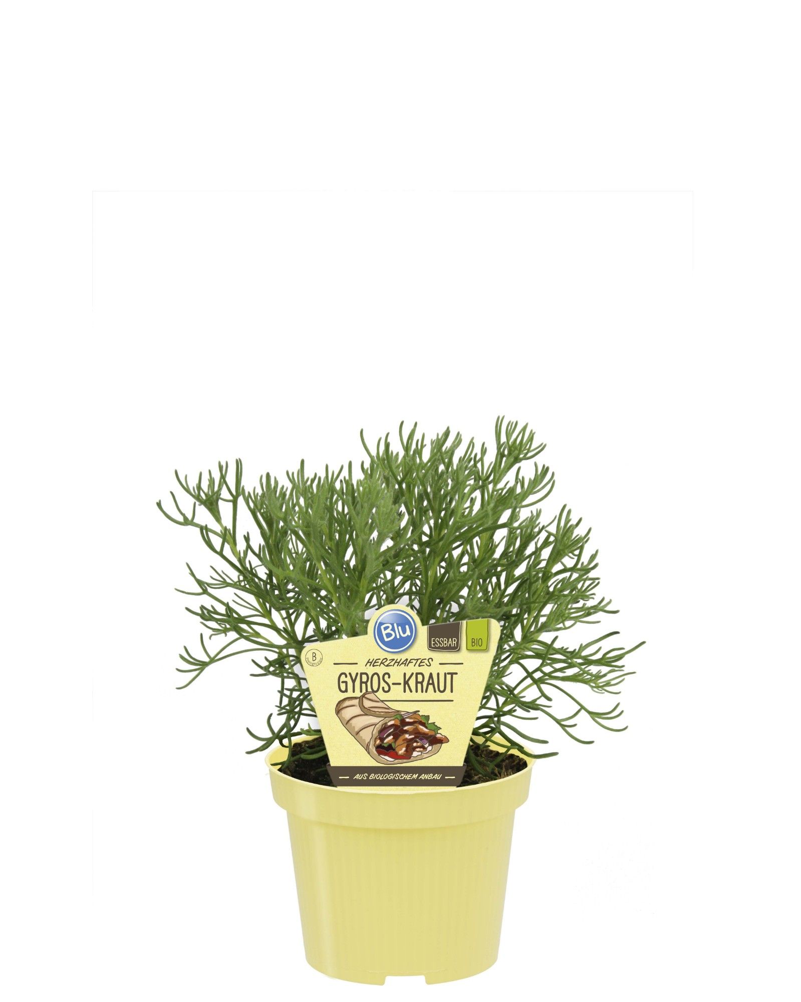 Artemisia caucasica, D 12