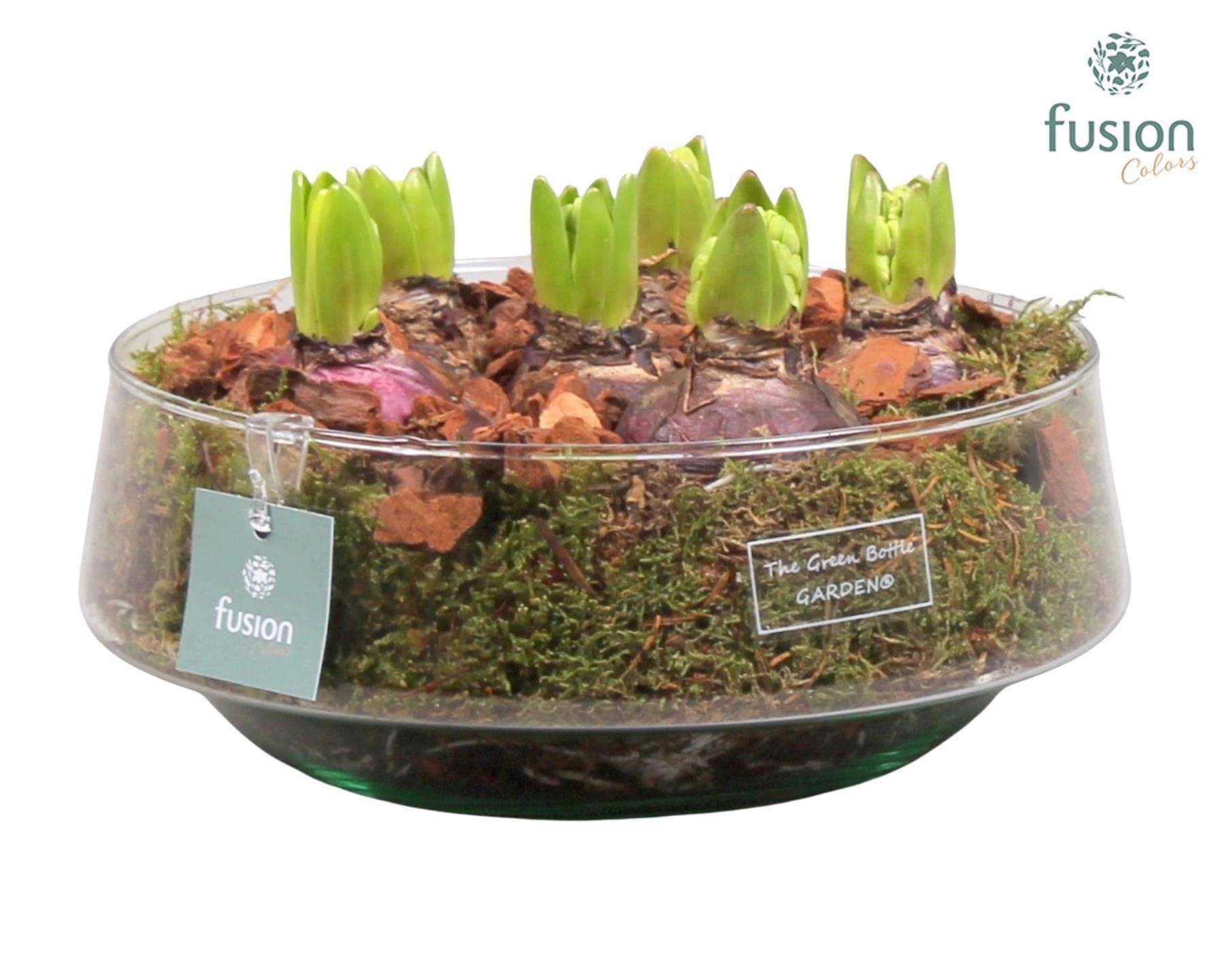 Green Bottle Iris Large met Hyacinten, D 24