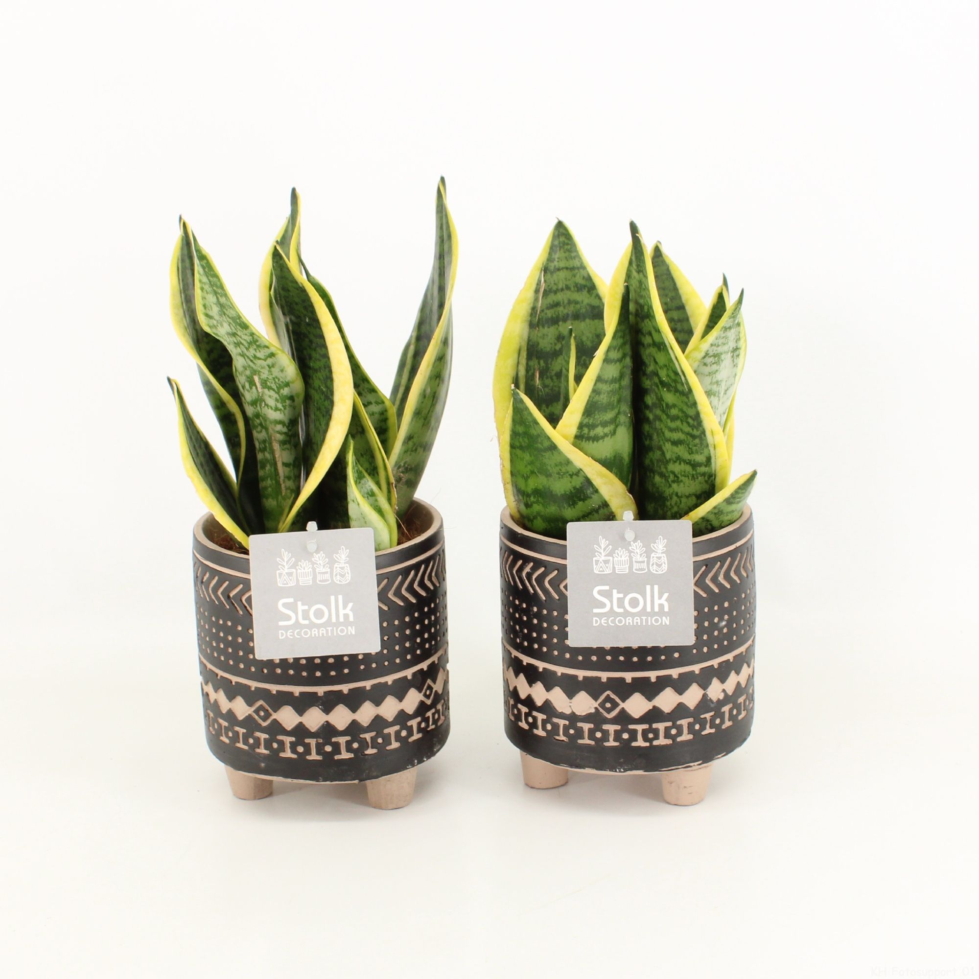 Sansevieria trifasciata Futura Superba in Maya Pot, D 13